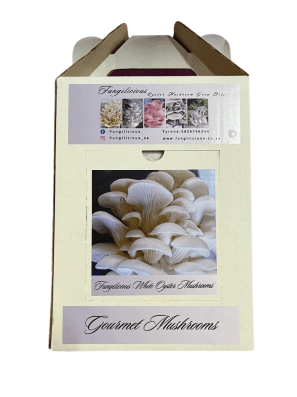 Fungilicious Grow Kit Oyster Mushroom White