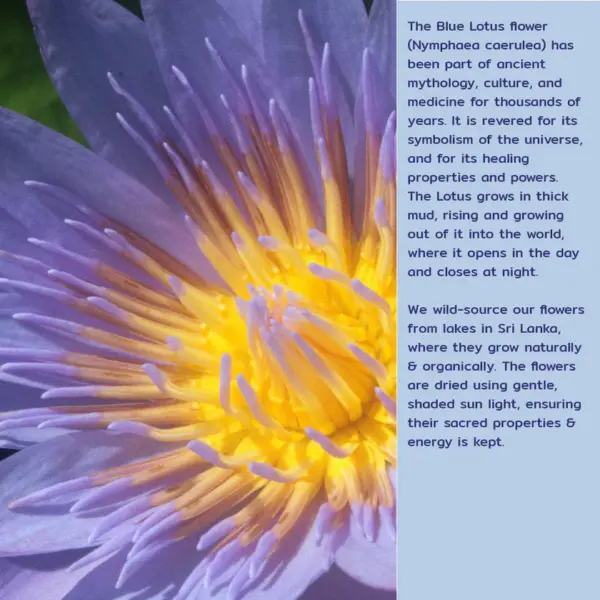 The Green Side Sacred Blue Lotus 15g - Image 3