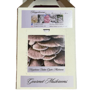 Fungilicious Grow Kit Oyster Mushroom Indian