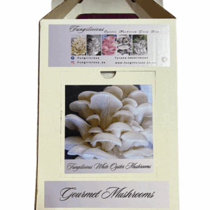 Fungilicious Grow Kit Oyster Mushroom White